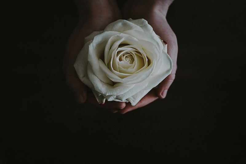 mulher segurando uma rosa branca
