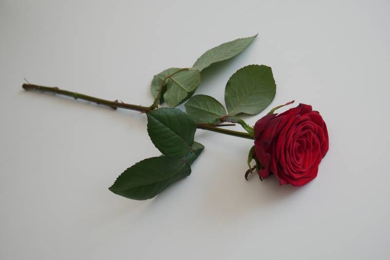 rosa rossa su superficie bianca