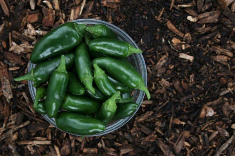 pimentos verdes em terra castanha