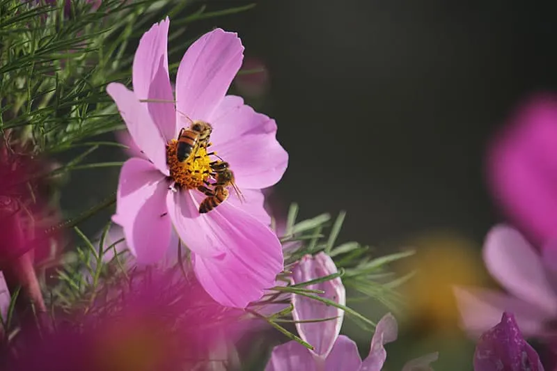 little bee on the purple flower