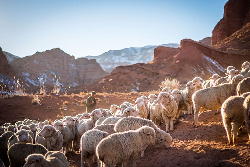 man with lot of sheeps outdoor