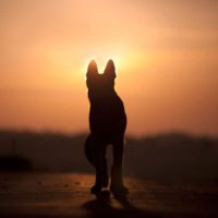 Dog back light silhouette in sunset