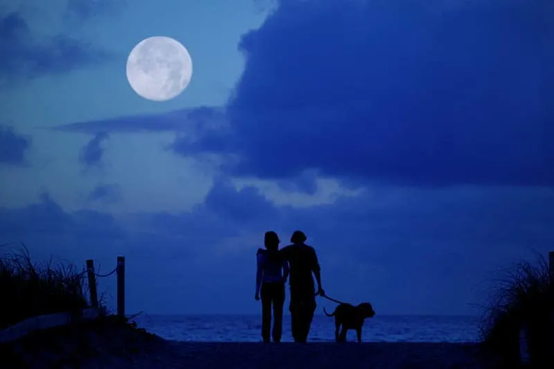 silhouette of couple with dog looking on moon