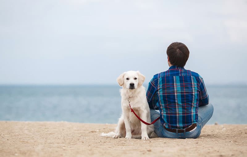 Uomo seduto con il cane su una duna di sabbia. uomo con il suo cane sulla spiaggia estiva seduto di spalle alla telecamera