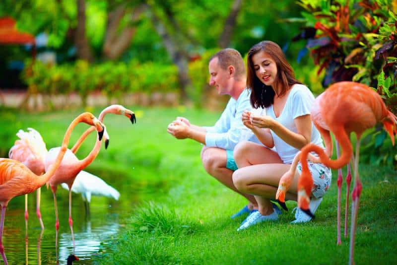 couple feeding flamingo birds at zoo