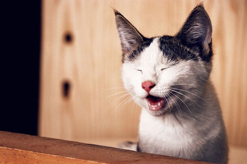 primo piano-fotografia di un gatto che ride