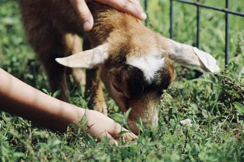 Person petting a goat while the goat is eating grass