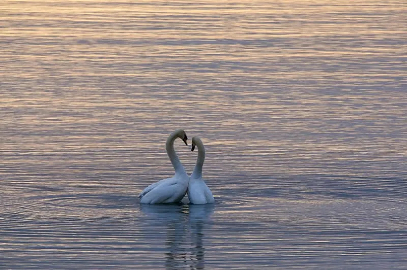 two white swans on water surface during sunset