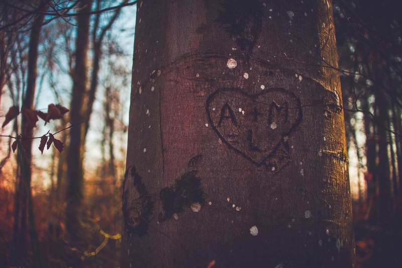 A+M carved on the tree in the wood