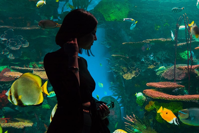 silhouette of woman standing near aquarium