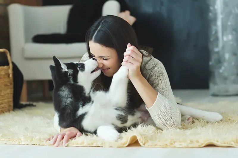 Woman playing with pet husky on the floor