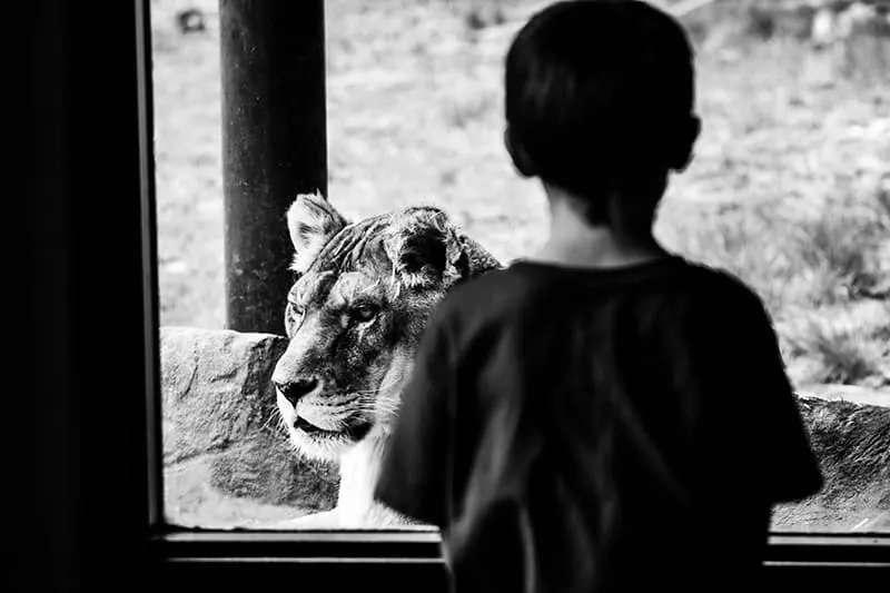 boy looking at a lion from glass window