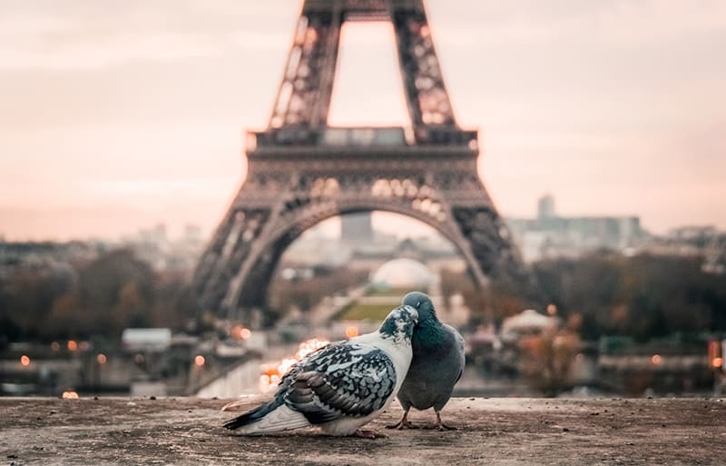 gray and black pigeons behind Eiffel Tower