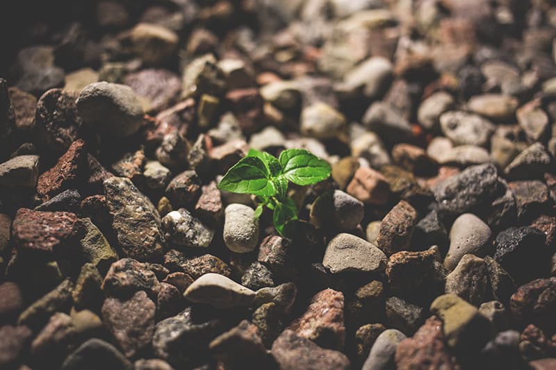 green leafy plant starting to grow on beige pebbles