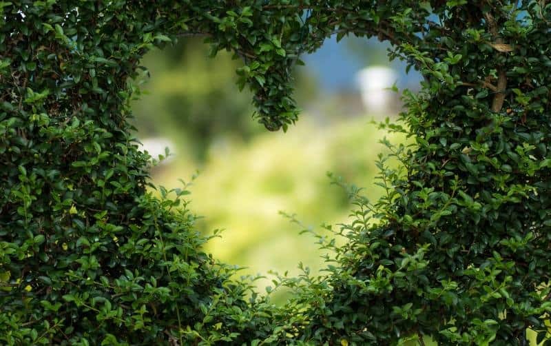 Forma de corazón de hoja de árbol durong daytime