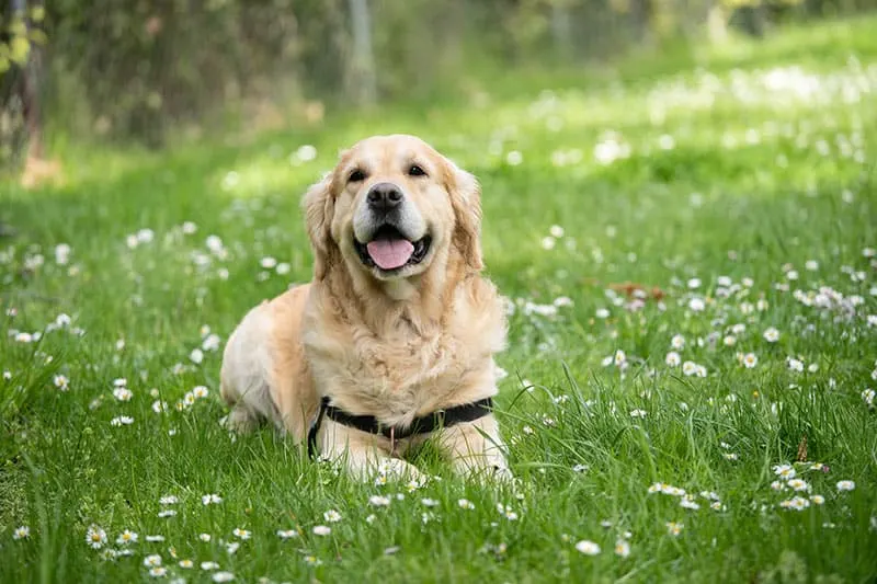 Labrador dog lying down on wild grass