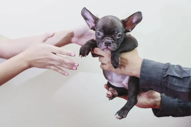 man giving puppy to woman hands