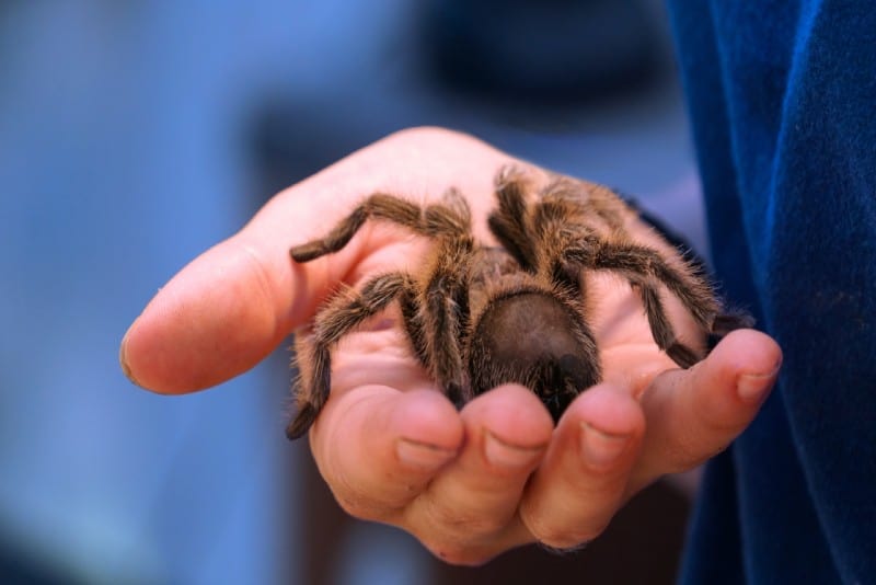 hombre sosteniendo una gran tarántula marrón