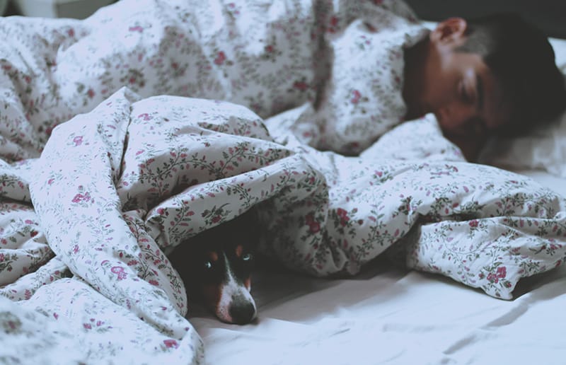 uomo sdraiato sul letto accanto a un cane coperto