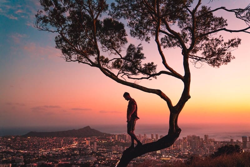 hombre de pie en la rama de un árbol durante la puesta de sol
