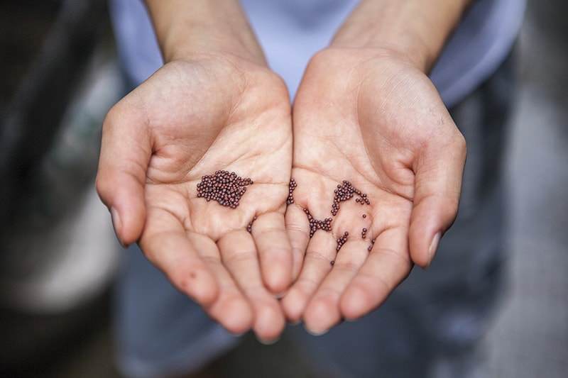 person holding small seeds on the palms