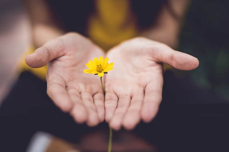 persona che tiene un fiore giallo sui palmi delle mani