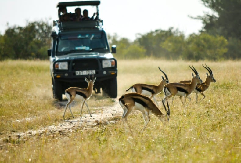 black vehicle running near the antelope during daytime