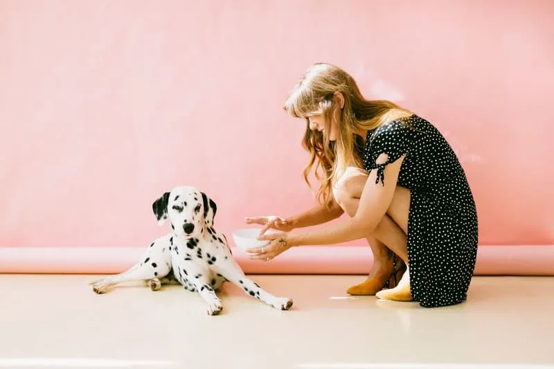 white and black dalmatian fed by a woman in polka dot dress