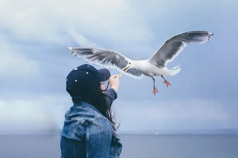 woman feeding flying seagull during daytime
