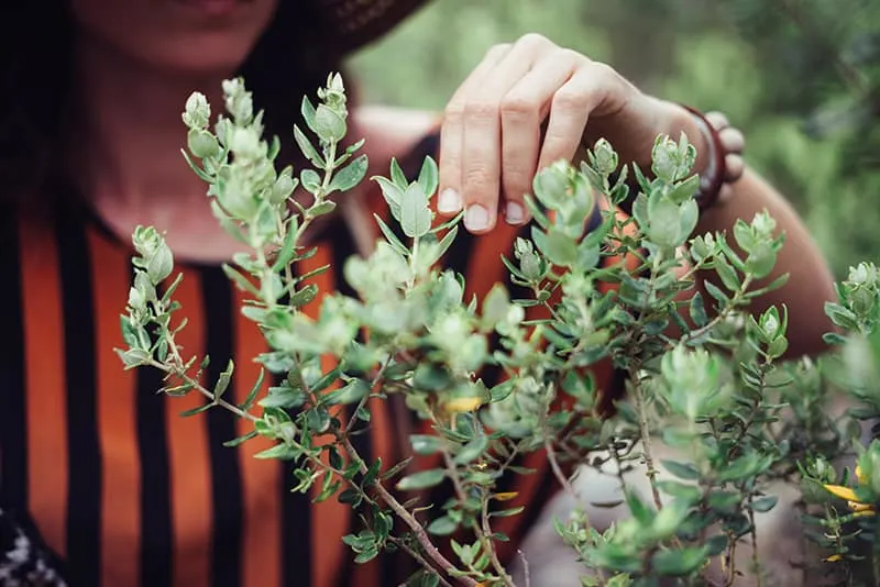 woman touching green plants with left hand