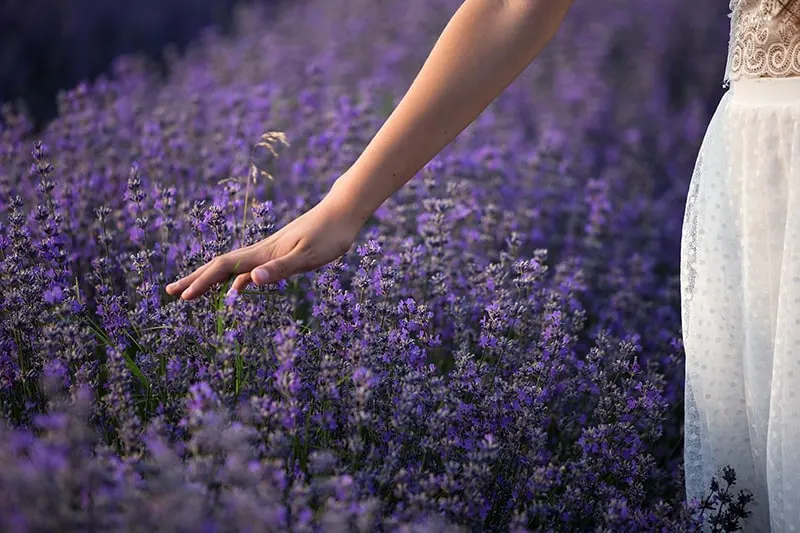 woman touching lavender flowers while standing in field