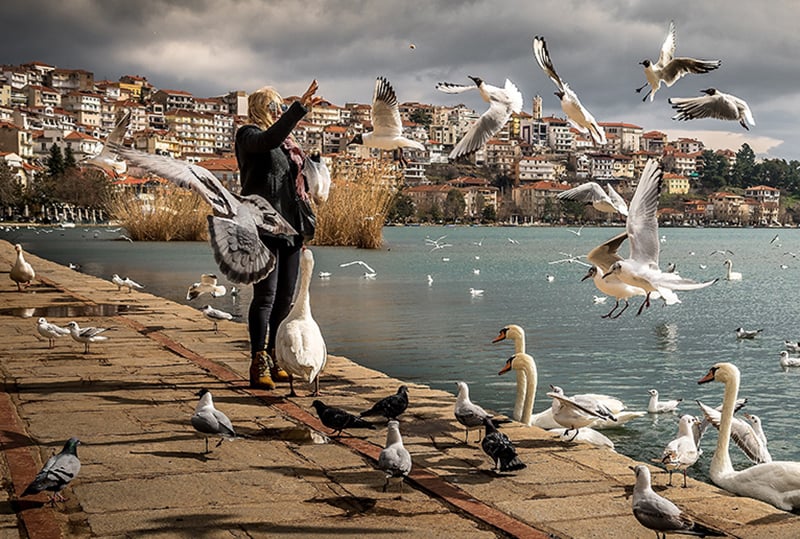 woman wearing black jacket standing near ocean with seagulls and swans