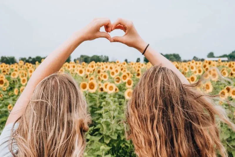 women forming heart-shape using hands near sunflower field