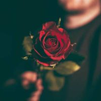 un hombre sostiene una rosa roja