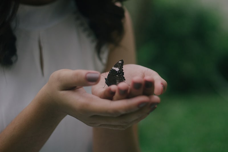 borboleta preta nas palmas das mãos de uma mulher