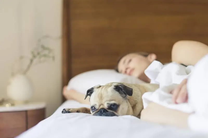 cute dog near woman in bed sleeping with wooden bed headboard