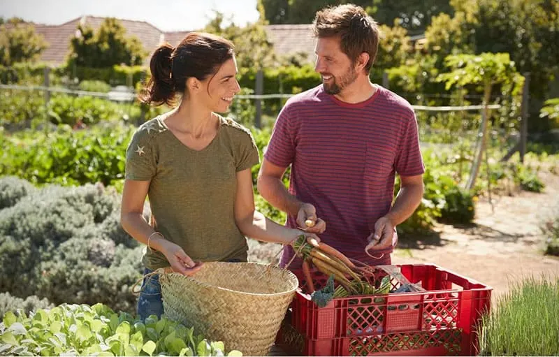 man and woman harvesting vegetables in a community garden