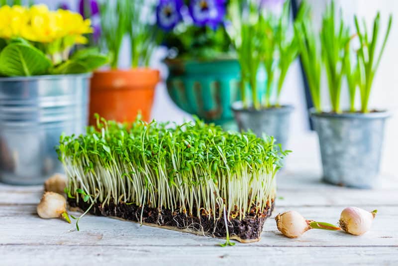 organic vegetable on the table