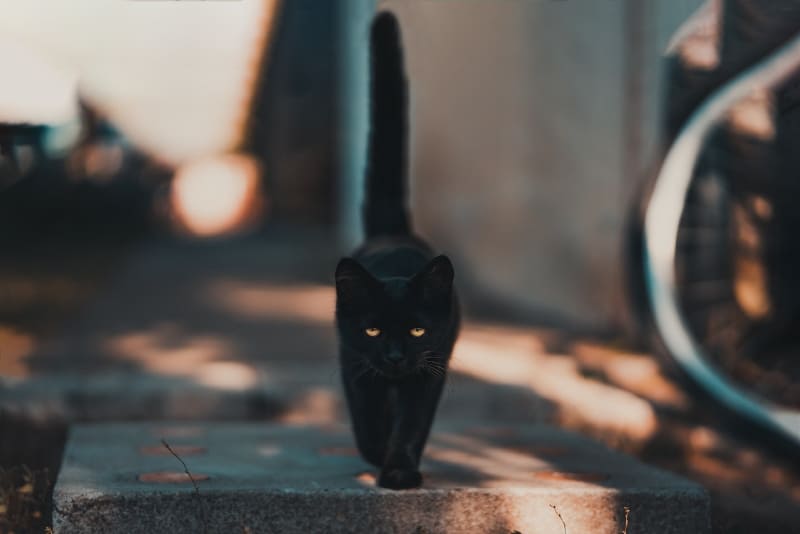 gatto nero che cammina sulla strada di giorno