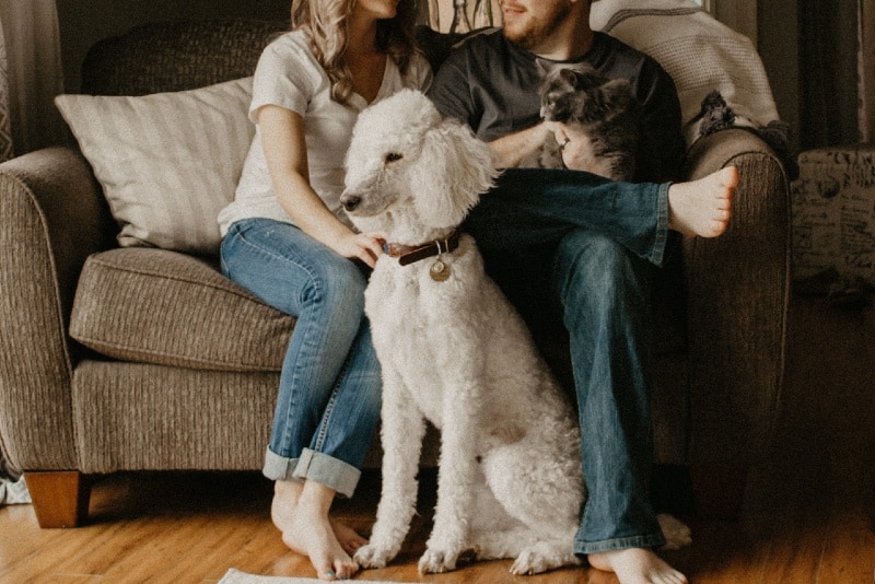 man and woman sitting on sofa beside dog