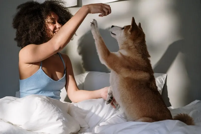 woman in blue top playing with dog in bed