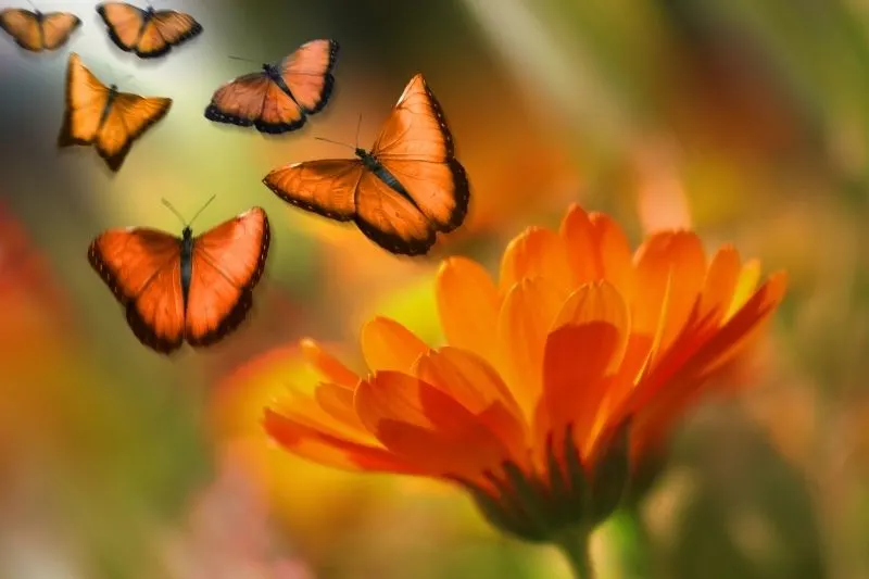 6 orange butterflies flying above an orange flower in focus photography