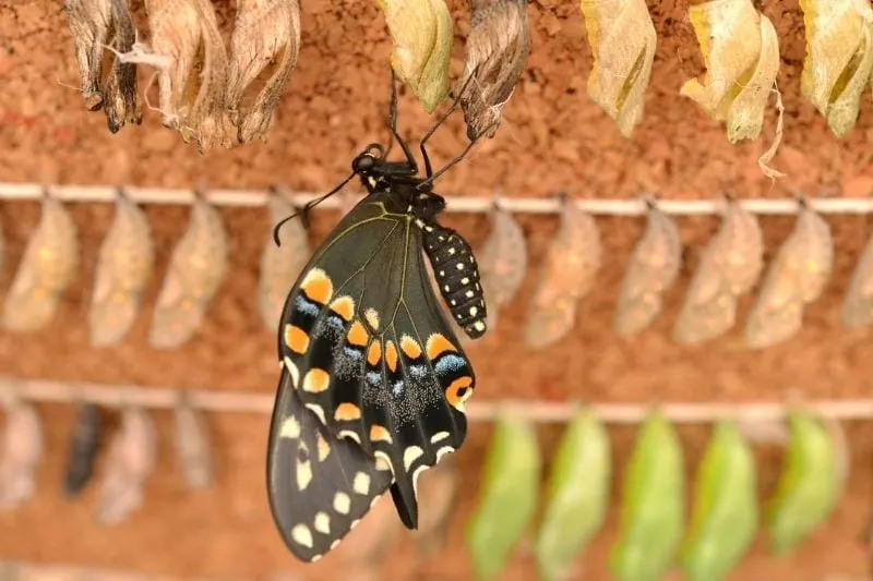 new adult butterfly emerges from its pupa/chrysalis