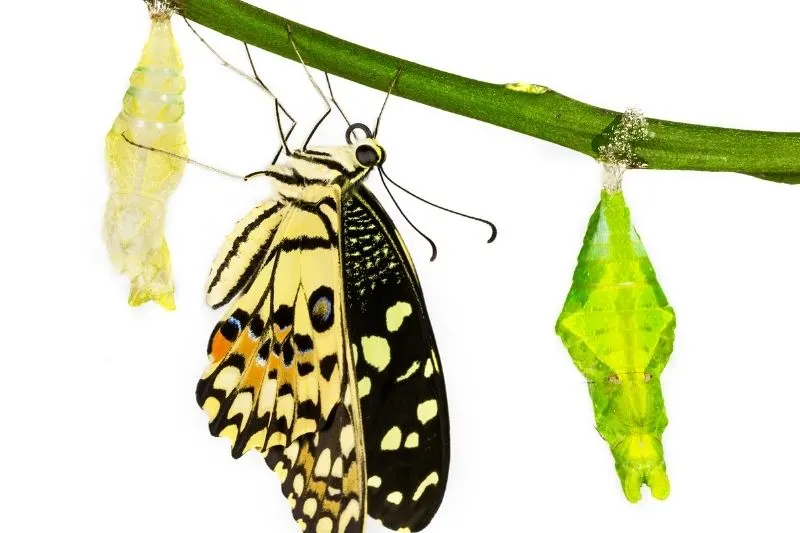 new born lime butterfly hanging near pupa/chrysalis 