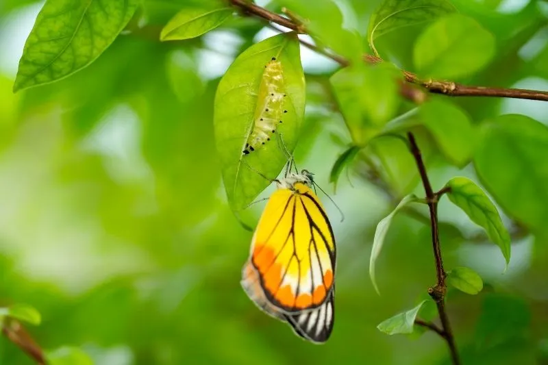 new born yellow butterfly on the tree with green leaves