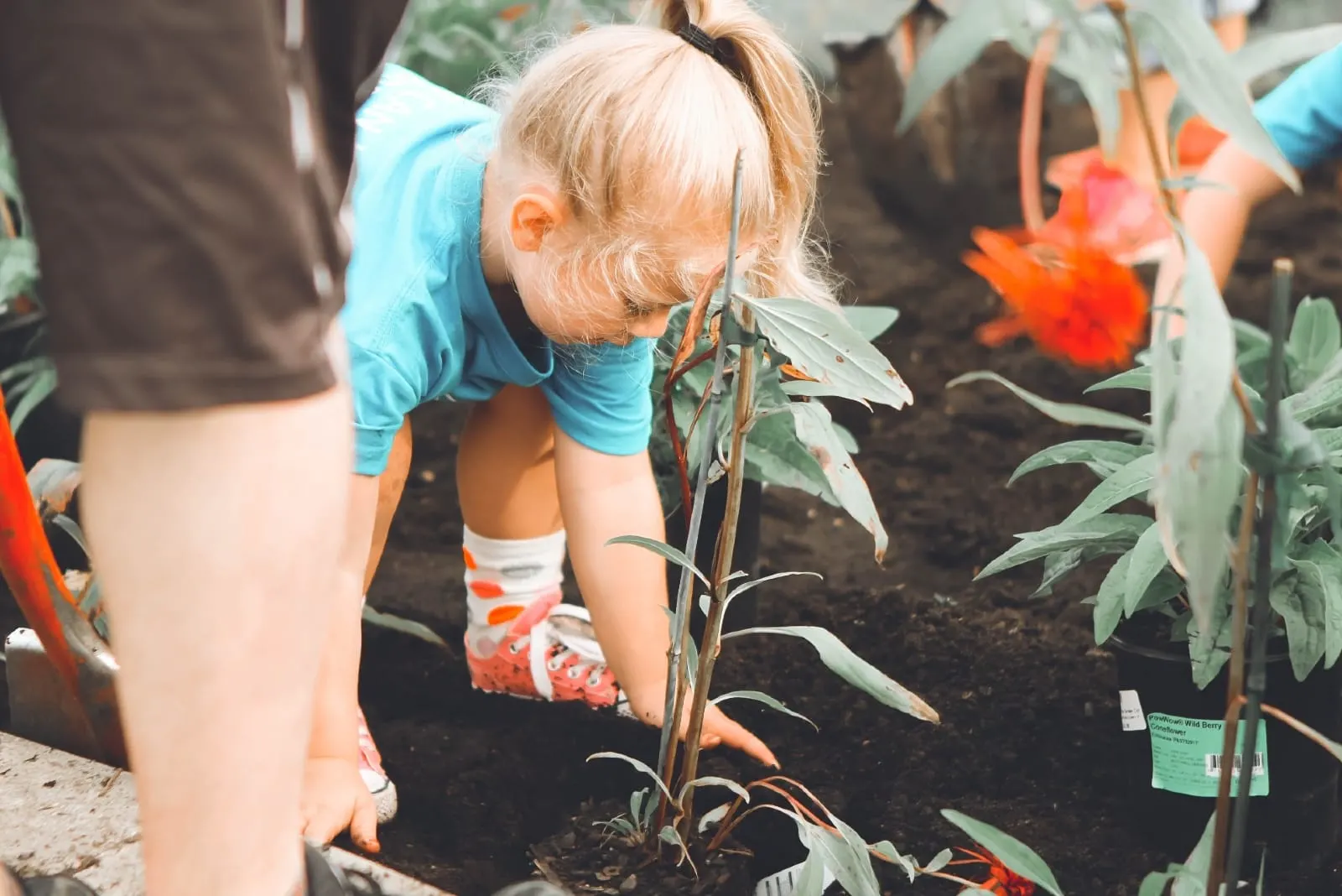 girl in blue t-shirt planting a plant