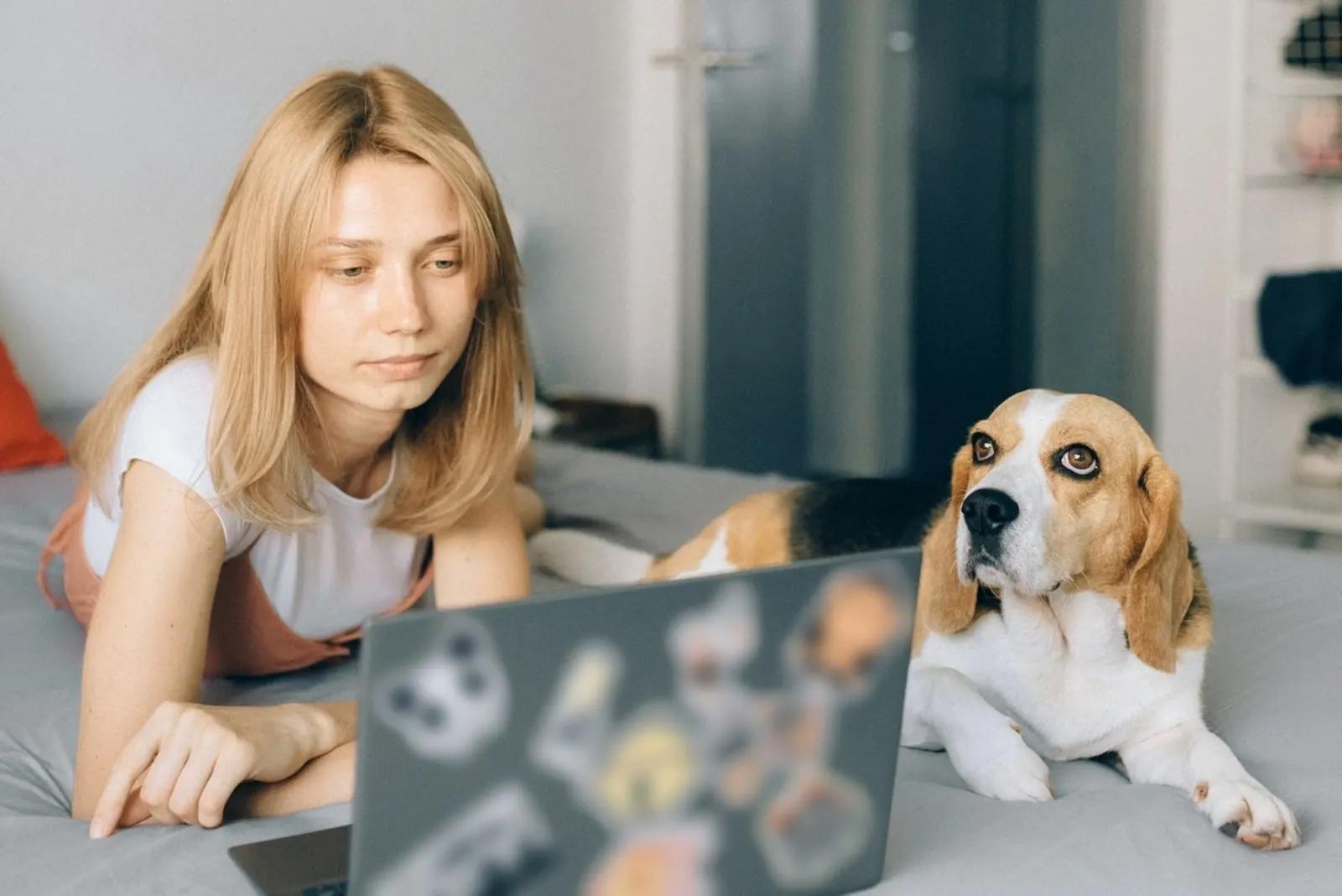 woman looking at laptop while laying on bed near dog