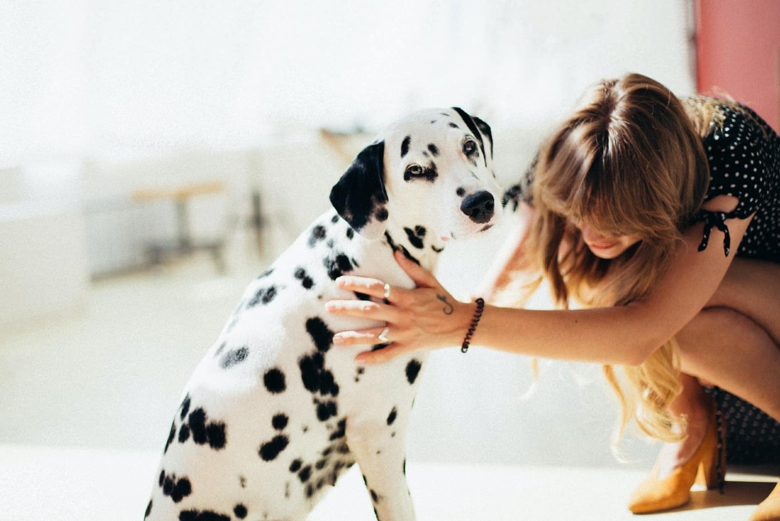 mujer tocando dalmata adulto al aire libre