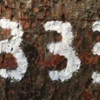 número 333 pintado en un árbol