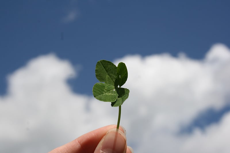 person holding leaf of clover to the sky
